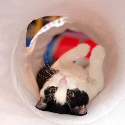 Cat Fun Tunnel