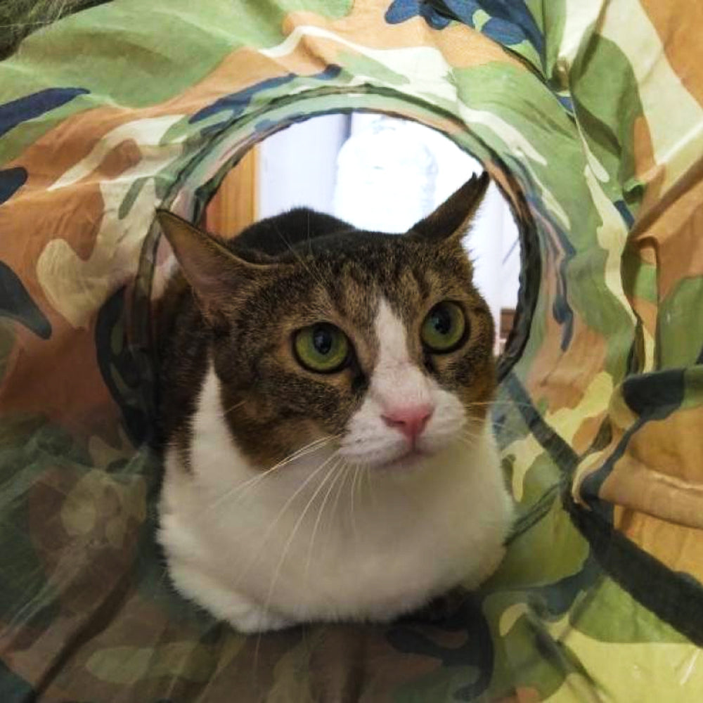 Cat Fun Tunnel