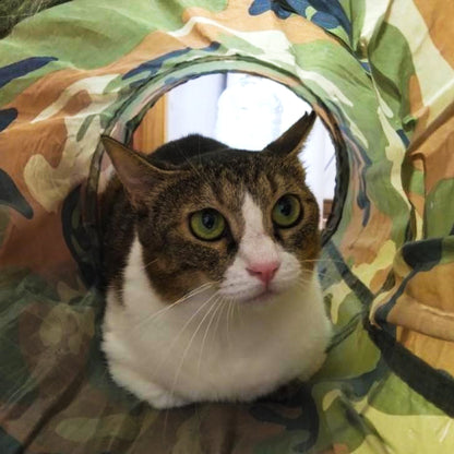Cat Fun Tunnel