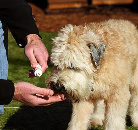 Toothpaste for Pet