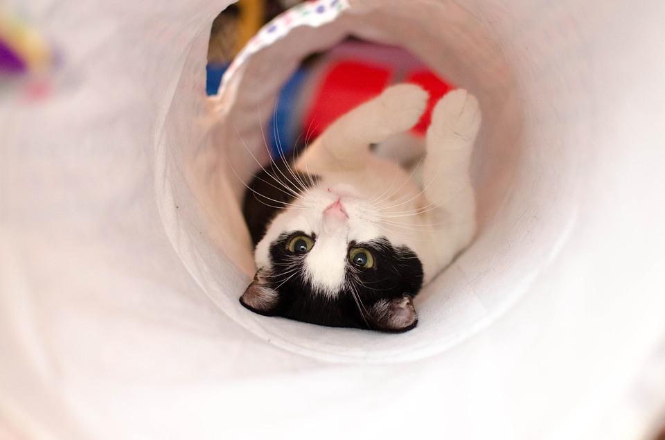 Cat Fun Tunnel