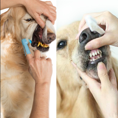 Toothpaste for Pet